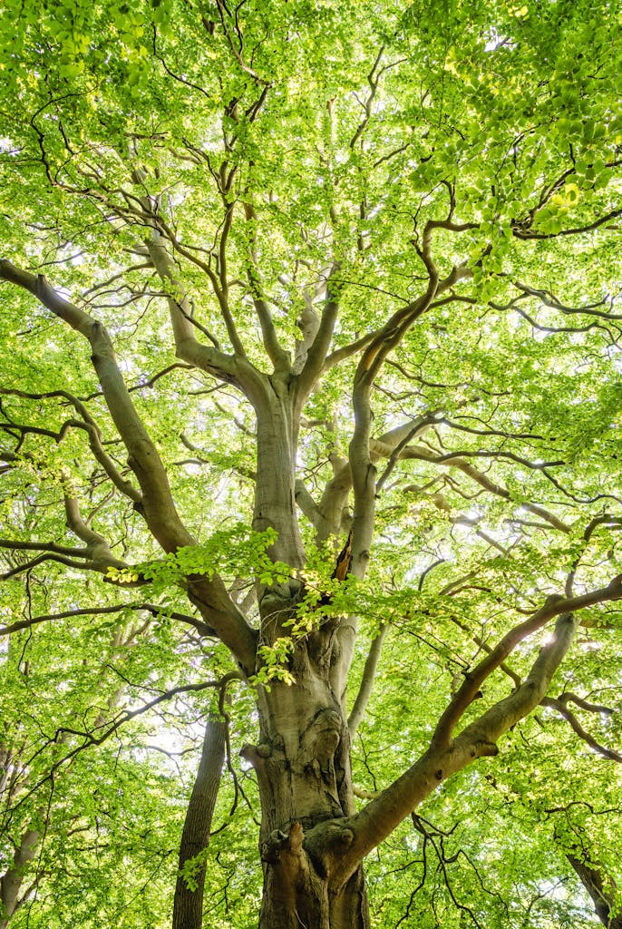 Bright green foliage of a large tree with sunlit branches and vibrant leaves.